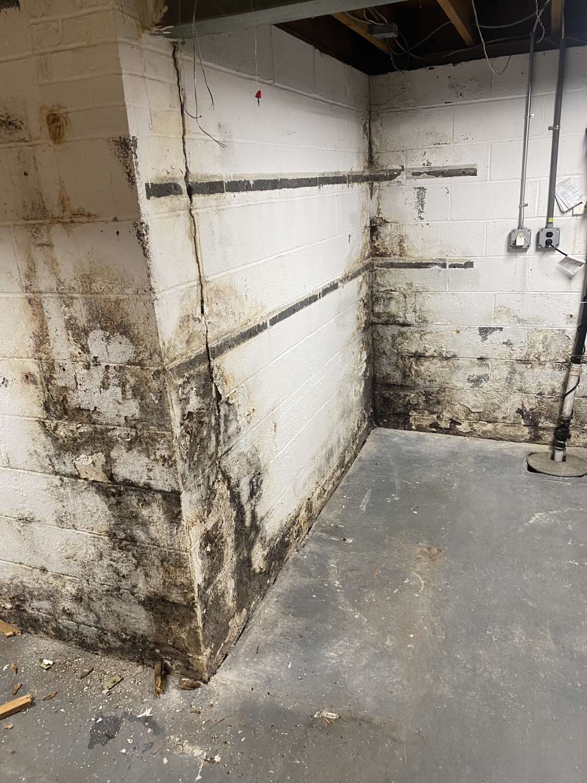 Mold Wayne